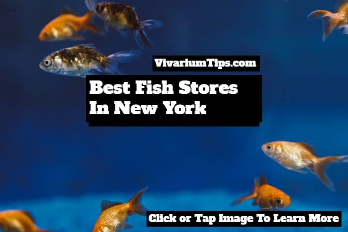 best fish stores in new york