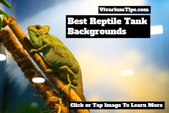 best reptile tank backgrounds