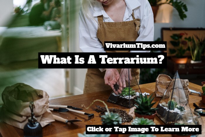 what is a terrarium