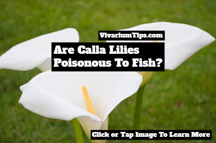 Are Calla Lilies Poisonous To Fish