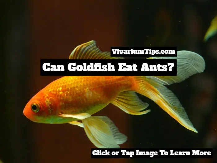 Can Goldfish Eat Ants