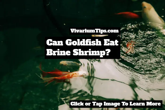 Can Goldfish Eat Brine Shrimp