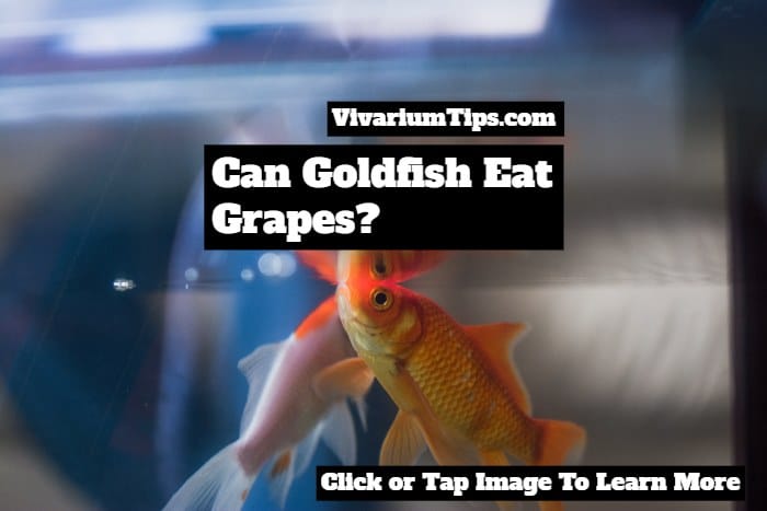 Can Goldfish Eat Grapes? (Yes - This Is What Happens!) - VivariumTips