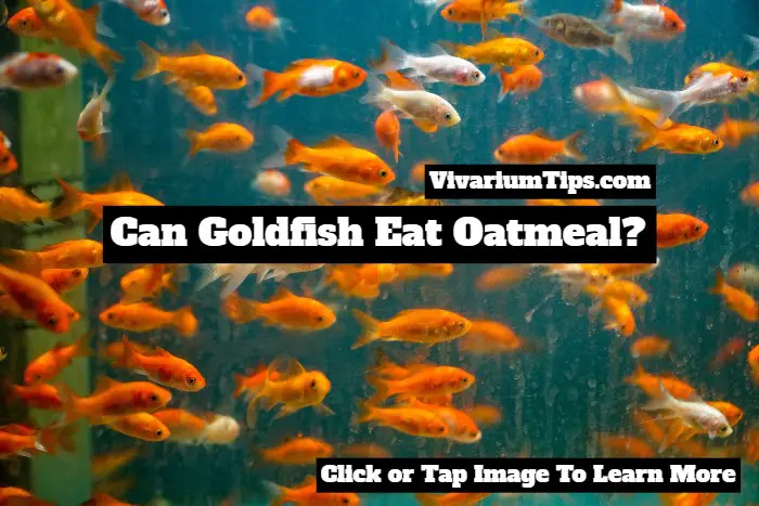can goldfish eat oatmeal