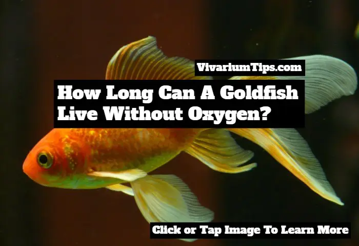 how long can a goldfish live without oxygen