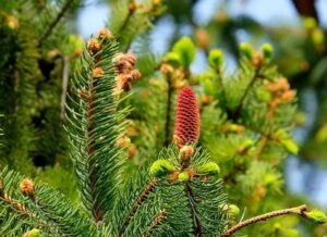 are pine needles poisonous to fish