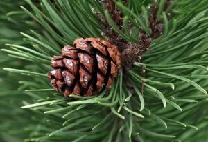 are pine needles poisonous to fish
