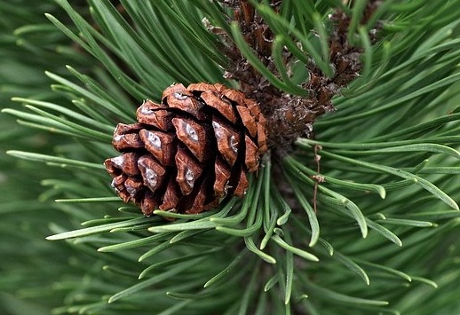 Are Pine Needles Poisonous To Fish? - VivariumTips