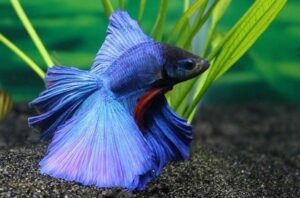 betta food for goldfish