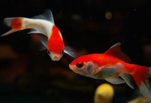 what can goldfish eat at home