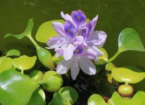 plants safe for fish pond
