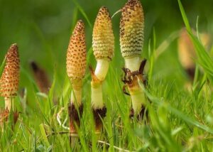 plants safe for fish pond