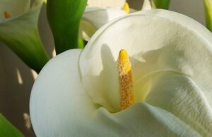 are calla lilies poisonous to fish