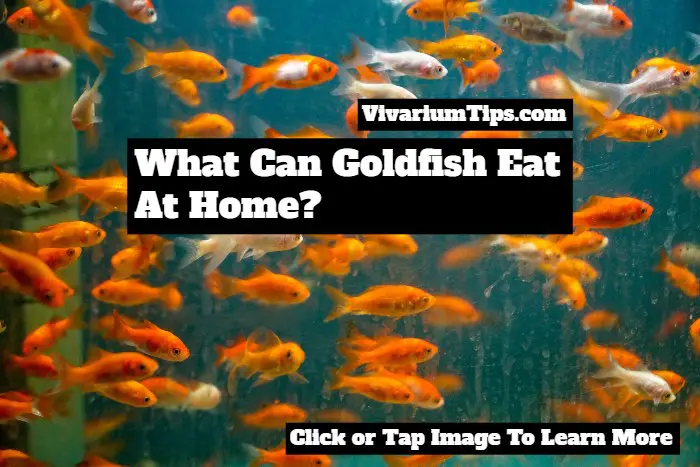 what can goldfish eat at home
