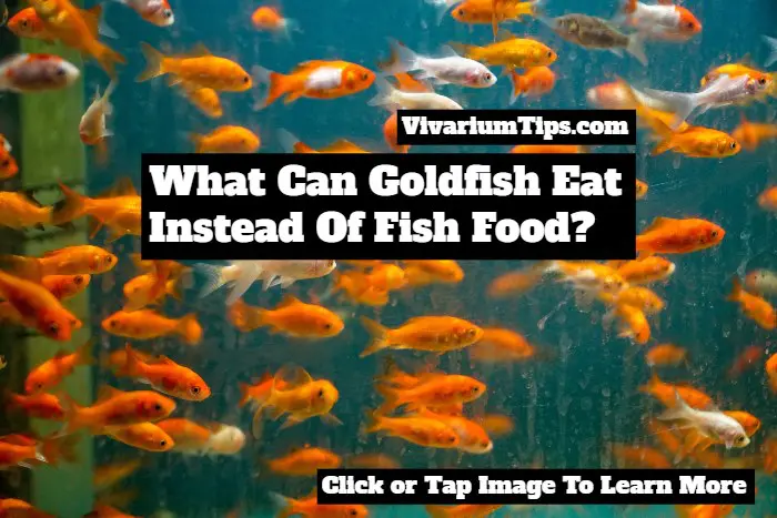 what can goldfish eat instead of fish food