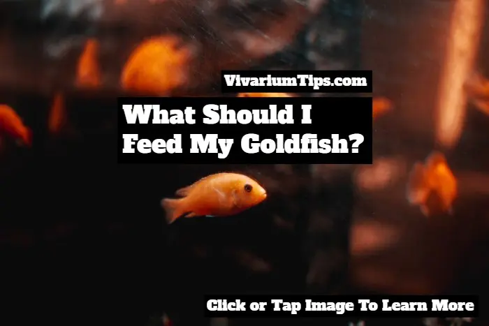 what should I feed my goldfish