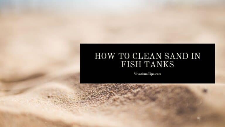 How To Clean Sand In Fish Tanks
