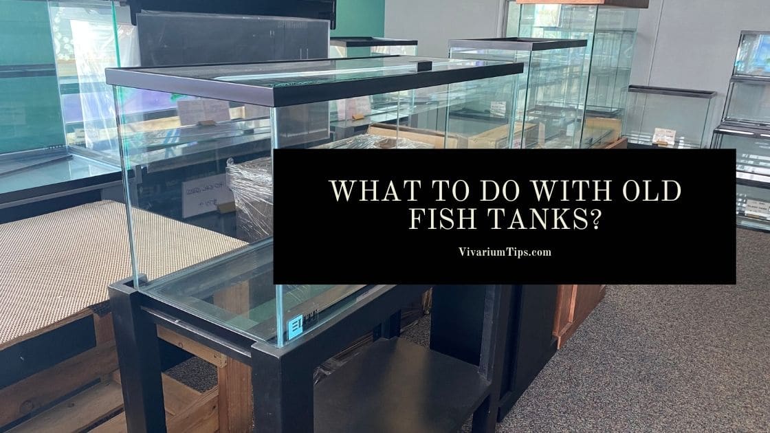 What To Do With Old Fish Tanks?