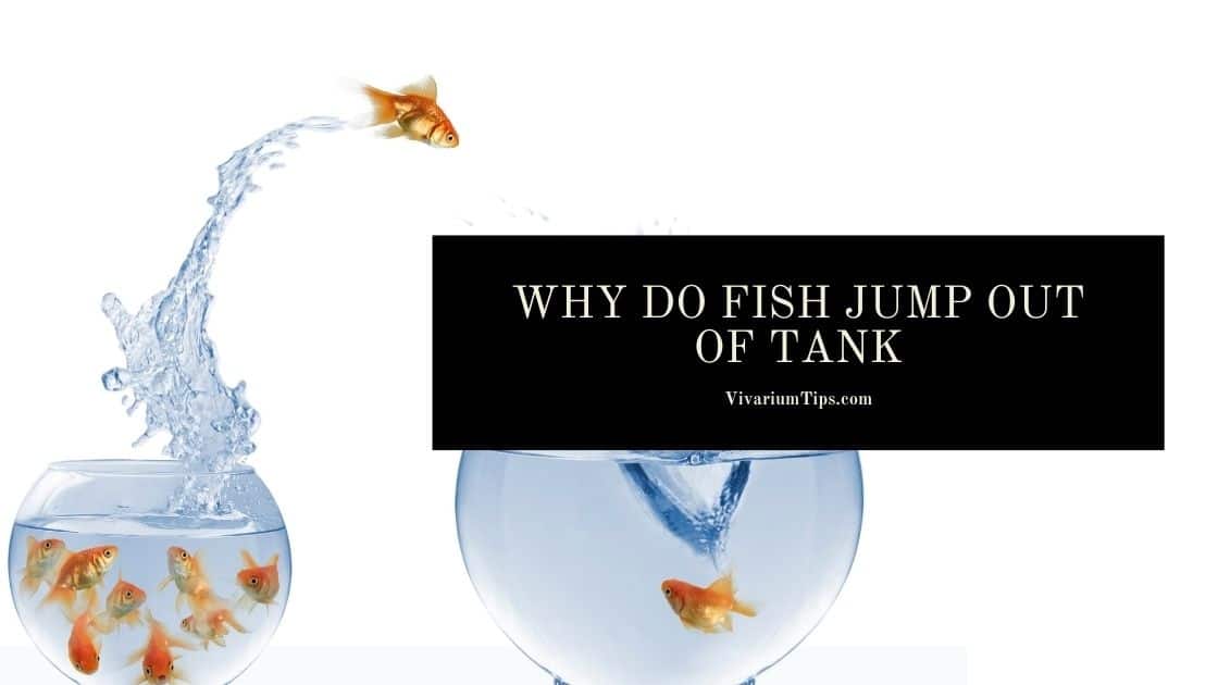Why Do Fish Jump Out Of Tank