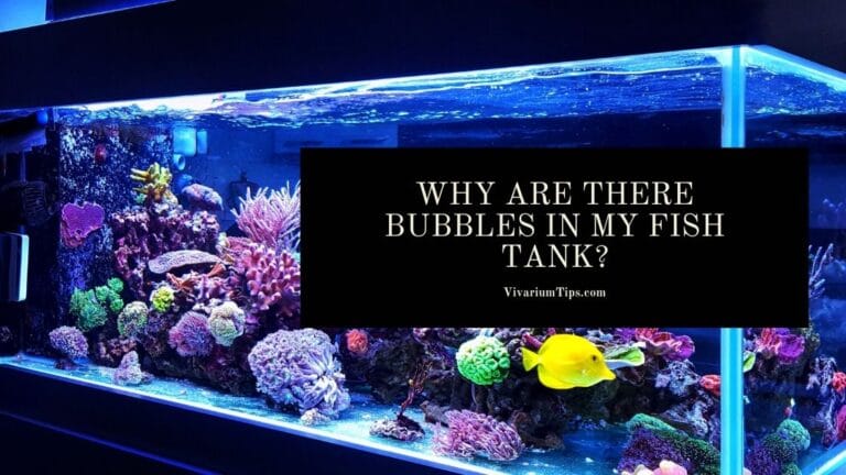 Why Are There Bubbles In My Fish Tank