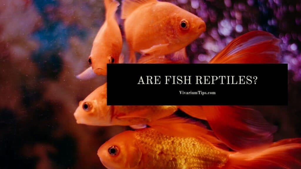 Are Fish Reptiles? (7 Reasons + Differences) VivariumTips
