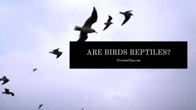 Are Birds Reptiles