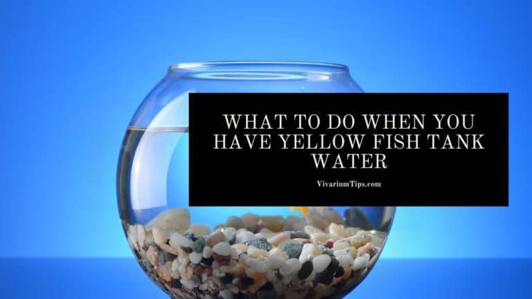 Yellow Fish Tank Water